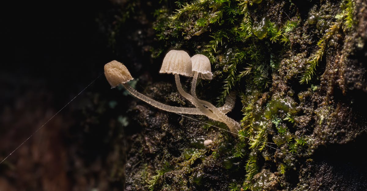 Setas y hongos funcionales en el bosque