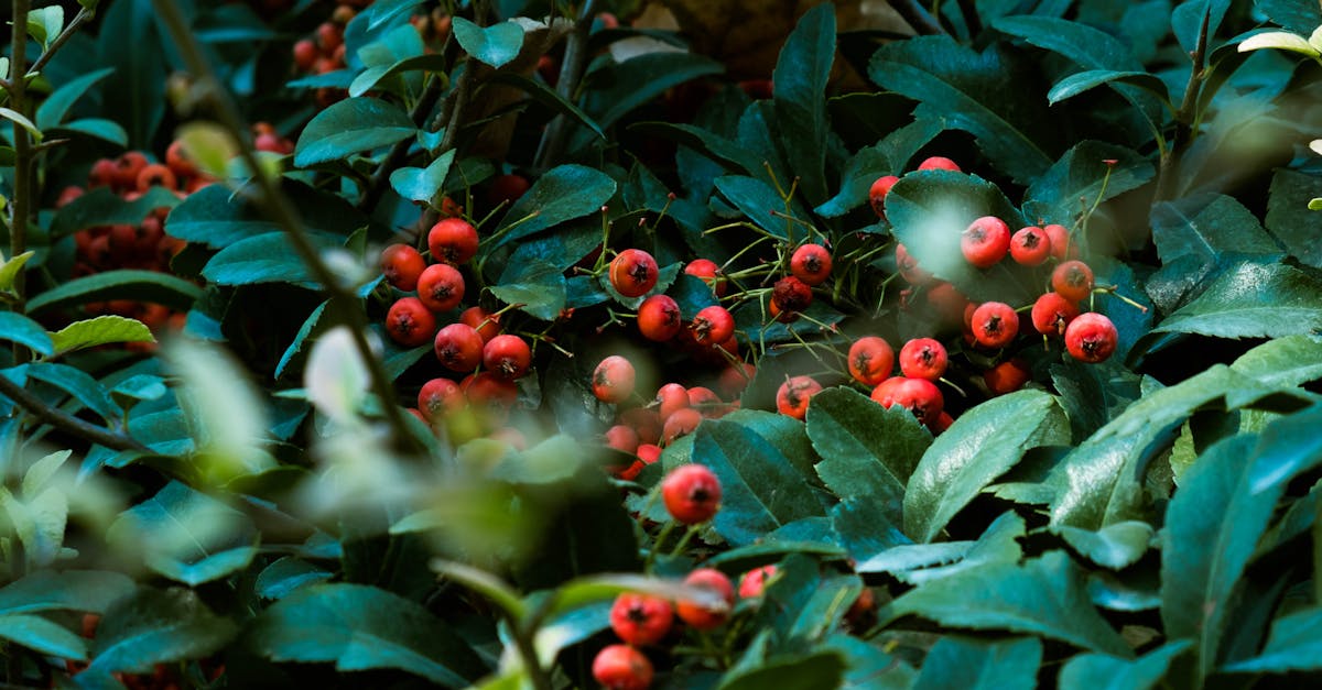 Frutos rojos ricos en antioxidantes